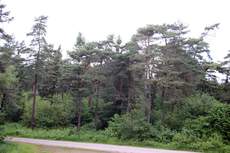 Wald-6.jpg